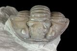 Wide, Enrolled Flexicalymene Trilobite In Shale - Ohio #67979-1